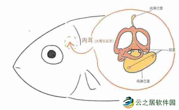 支付宝神奇海洋鱼有耳朵吗