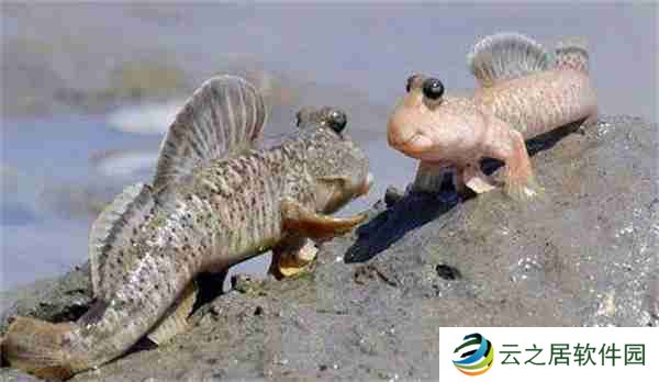 支付宝神奇海洋哪种鱼可以用皮肤辅助呼吸